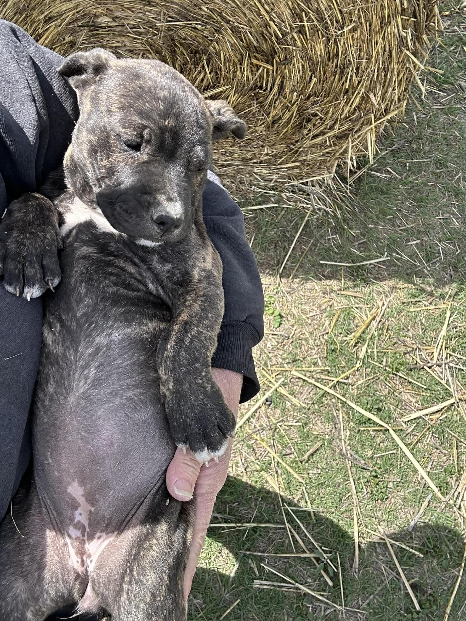 Enlarge Beatrix, an adopted mixed breed in Greenfield, MA image 4/6