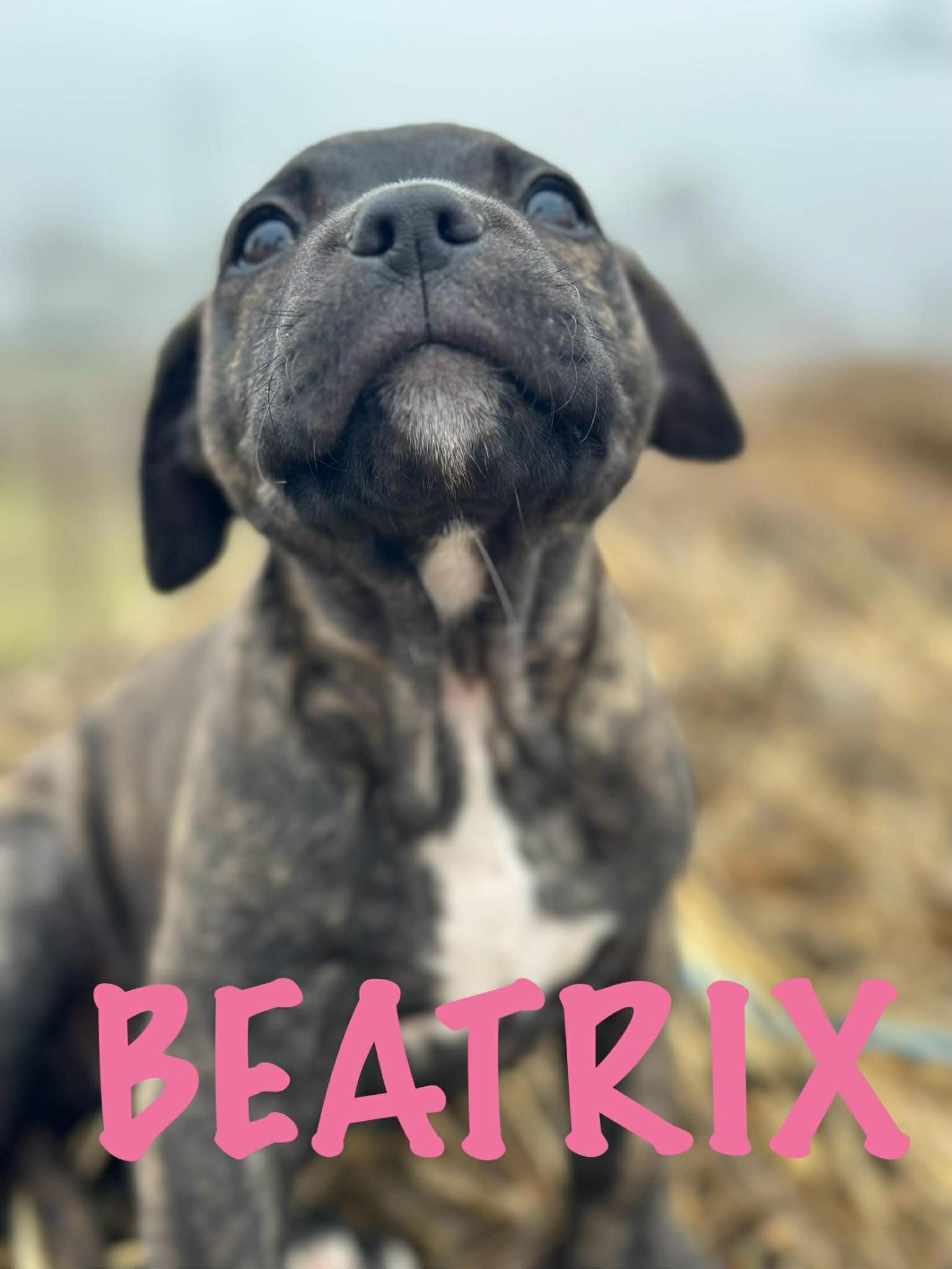 Beatrix, adopted, Puppy Female American Staffordshire Terrier & Mixed Breed.