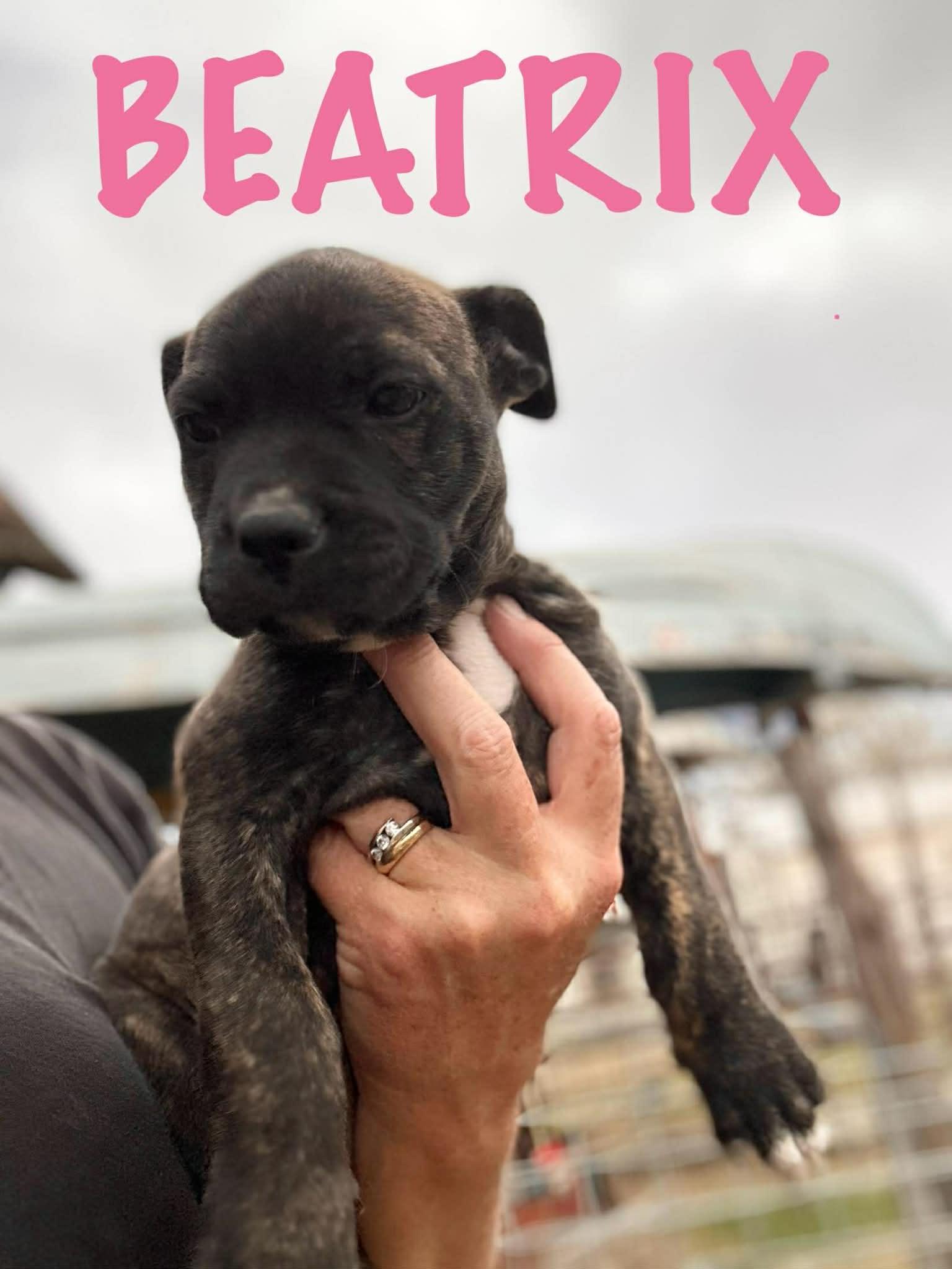 Enlarge Beatrix, an adopted mixed breed in Greenfield, MA image 2/6