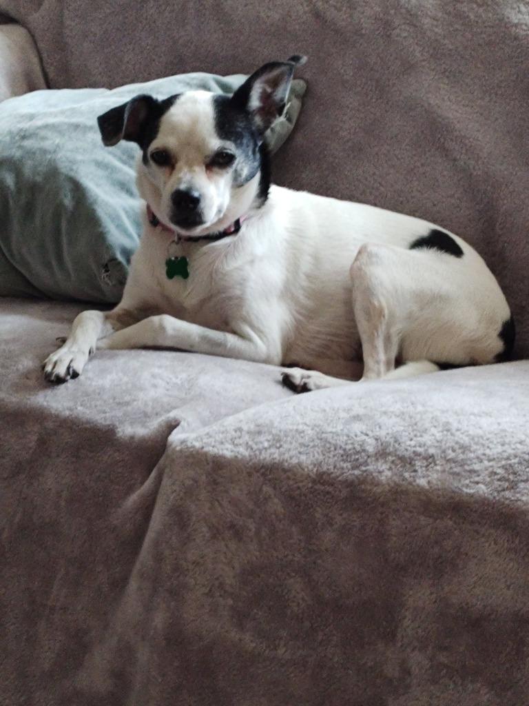Trixie, Adoptable, Adult Female Mixed Breed.