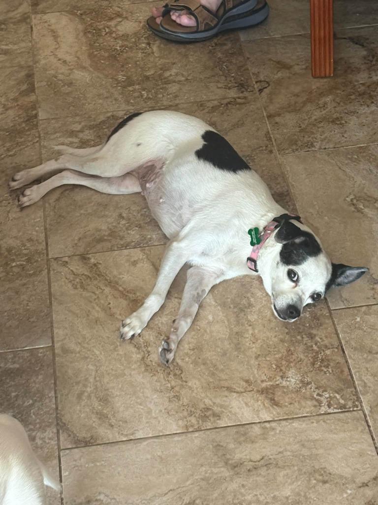 Enlarge Trixie, a Adoptable Mixed Breed in Mesa, AZ image 2/5