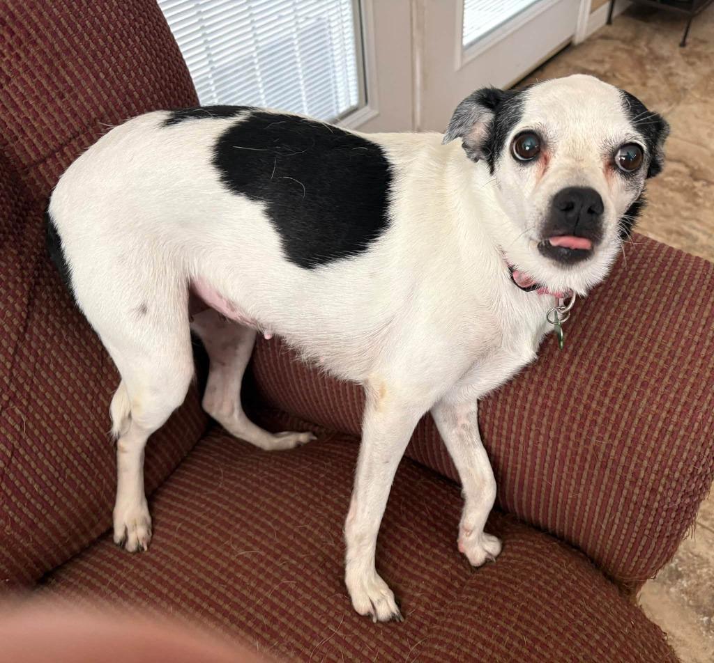 Enlarge Trixie, a Adoptable Mixed Breed in Mesa, AZ image 3/5