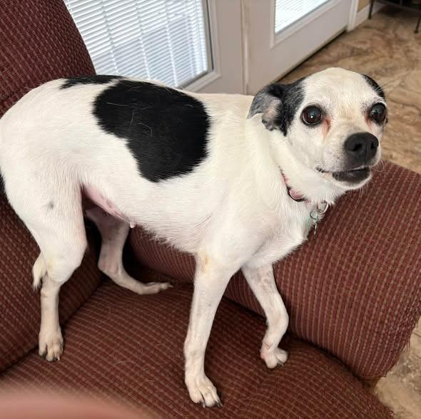 Enlarge Trixie, a Adoptable Mixed Breed in Mesa, AZ image 4/5