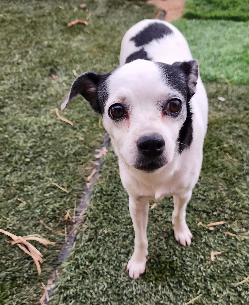 Enlarge Trixie, a Adoptable Mixed Breed in Mesa, AZ image 5/5