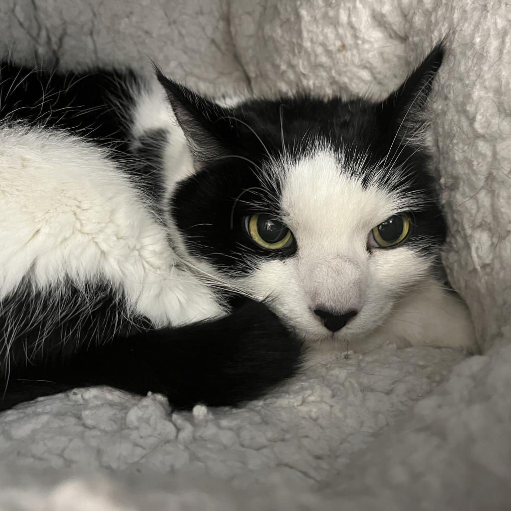 Lady Bug, Adoptable, Senior Female Domestic Short Hair.