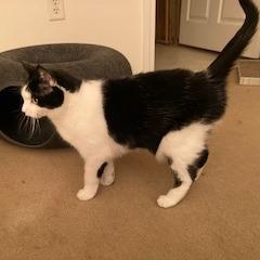 Lady Bug, a Adoptable Domestic Short Hair in Ashland, MA image 2/5