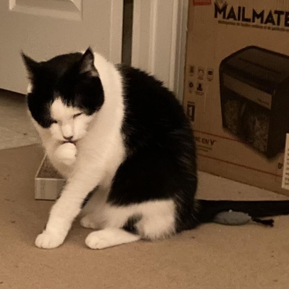 Lady Bug, a Adoptable Domestic Short Hair in Ashland, MA image 3/5