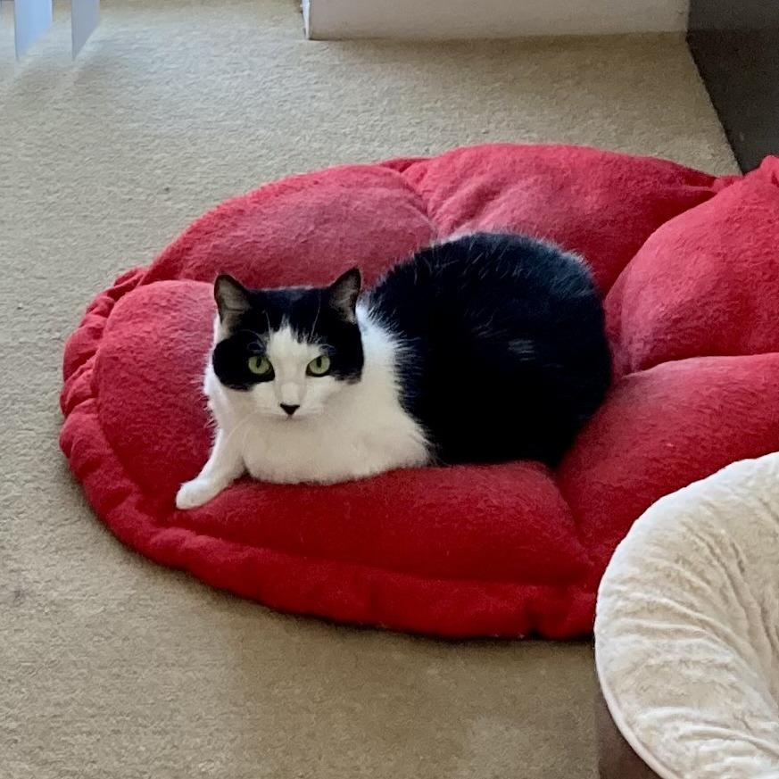 Lady Bug, a Adoptable Domestic Short Hair in Ashland, MA image 4/5