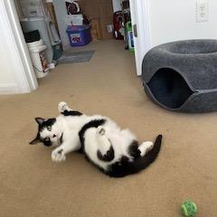 Lady Bug, a Adoptable Domestic Short Hair in Ashland, MA image 5/5