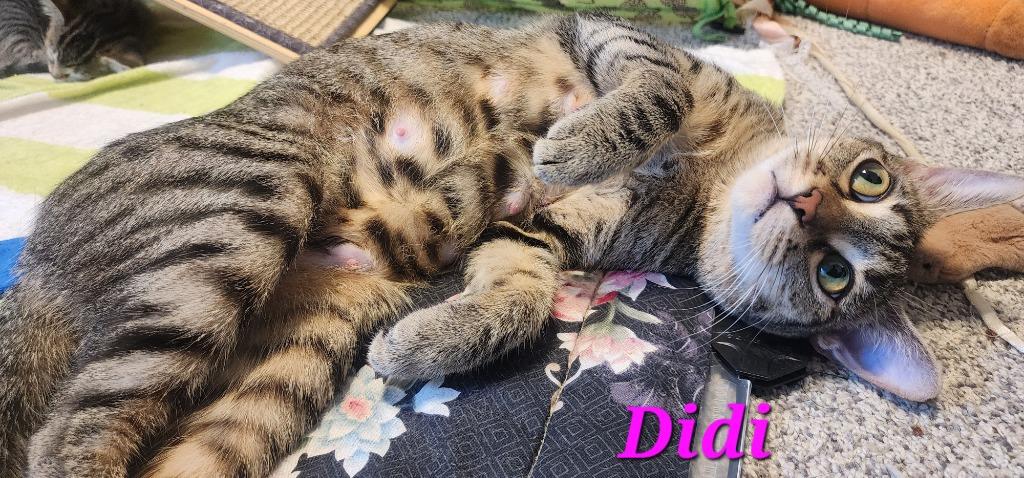 Didi, Adoptable, Young Female Domestic Short Hair.