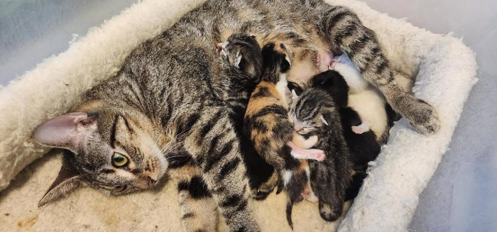 Didi, Adoptable, Young Female Domestic Short Hair.