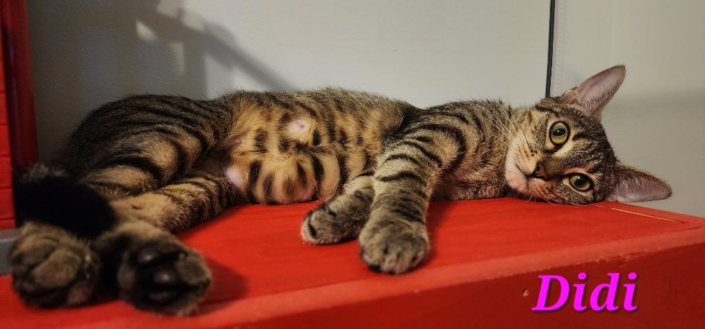 Enlarge Didi, a Adoptable mixed breed in Evans, GA image 2/6