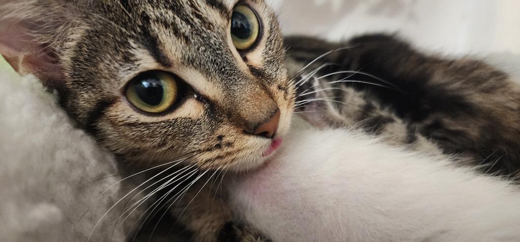 Enlarge Didi, a Adoptable mixed breed in Evans, GA image 5/6