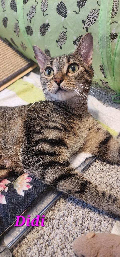 Enlarge Didi, a Adoptable mixed breed in Evans, GA image 6/6