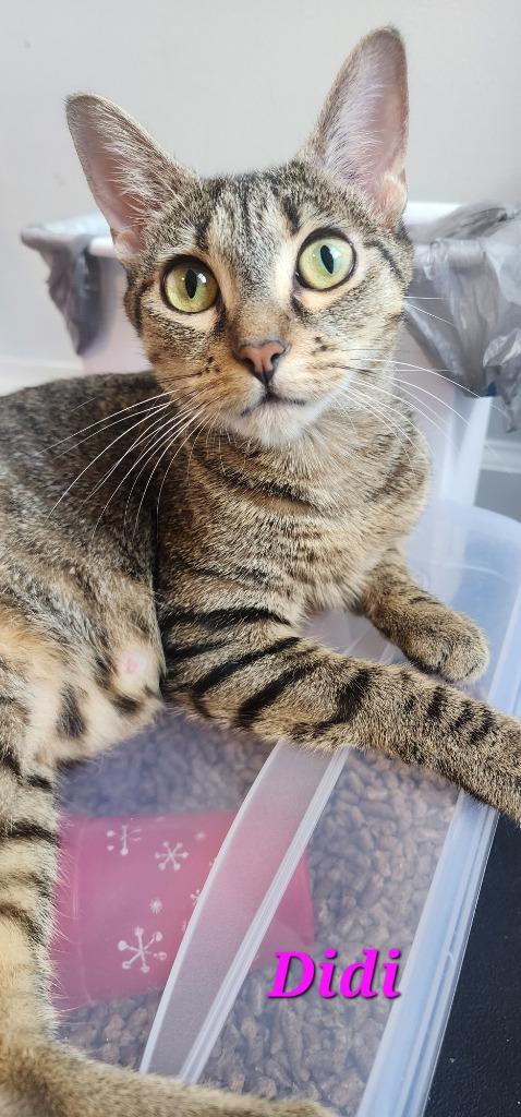 Enlarge Didi, a Adoptable mixed breed in Evans, GA image 5/6