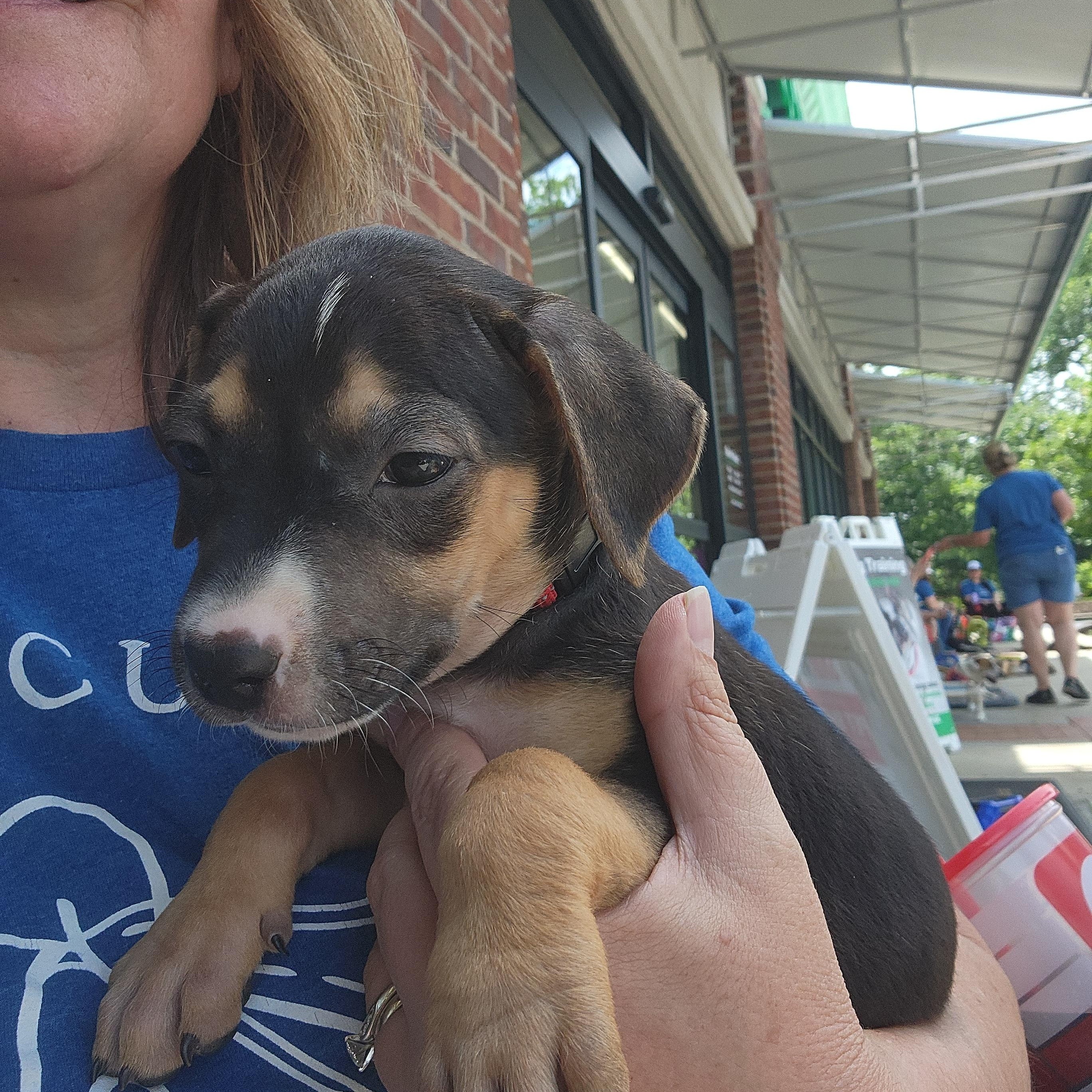 Enlarge Abigail Adams, a Adoptable mixed breed in Buford, GA image 3/6