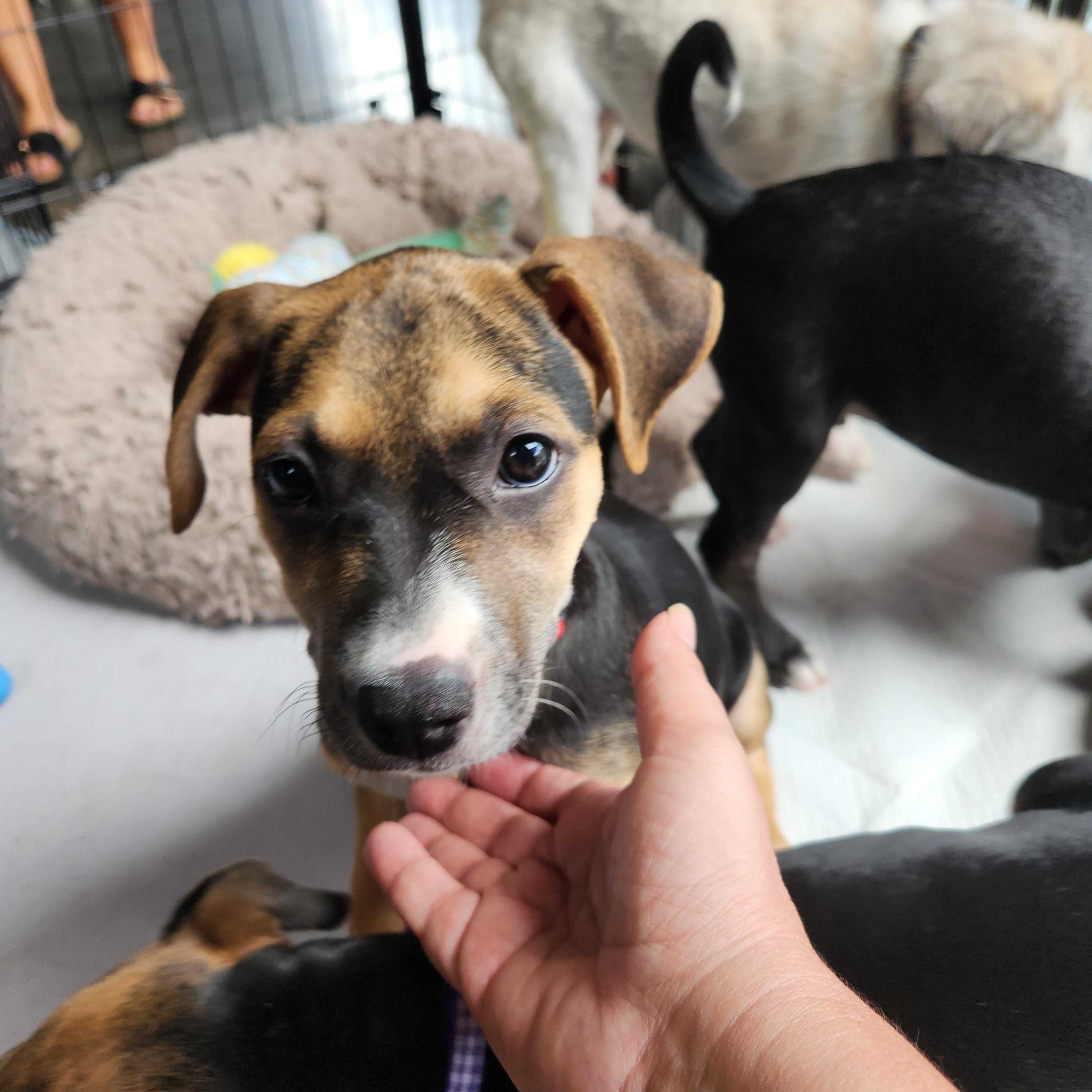 Enlarge Abigail Adams, a Adoptable mixed breed in Buford, GA image 2/6