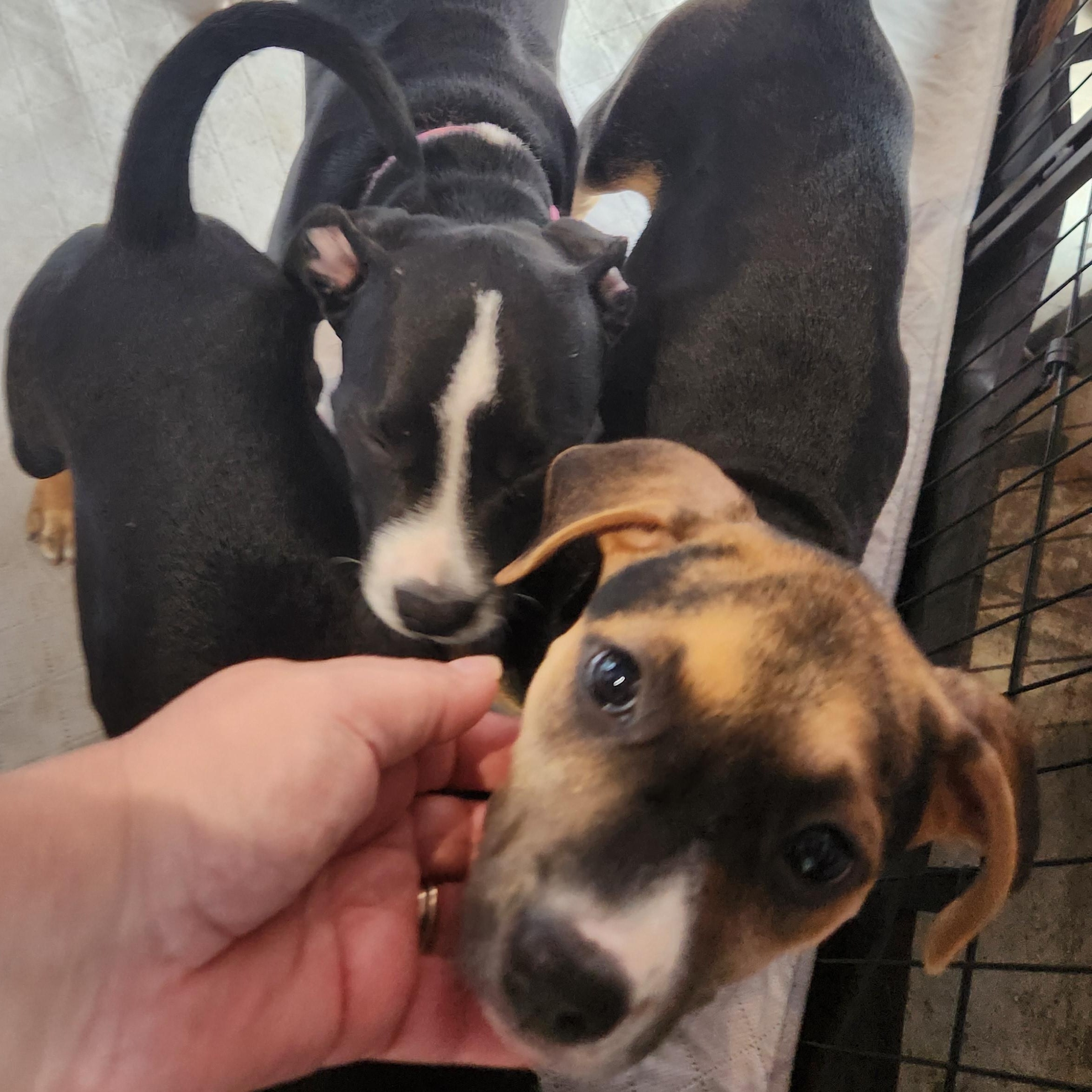 Enlarge Abigail Adams, a Adoptable mixed breed in Buford, GA image 4/6