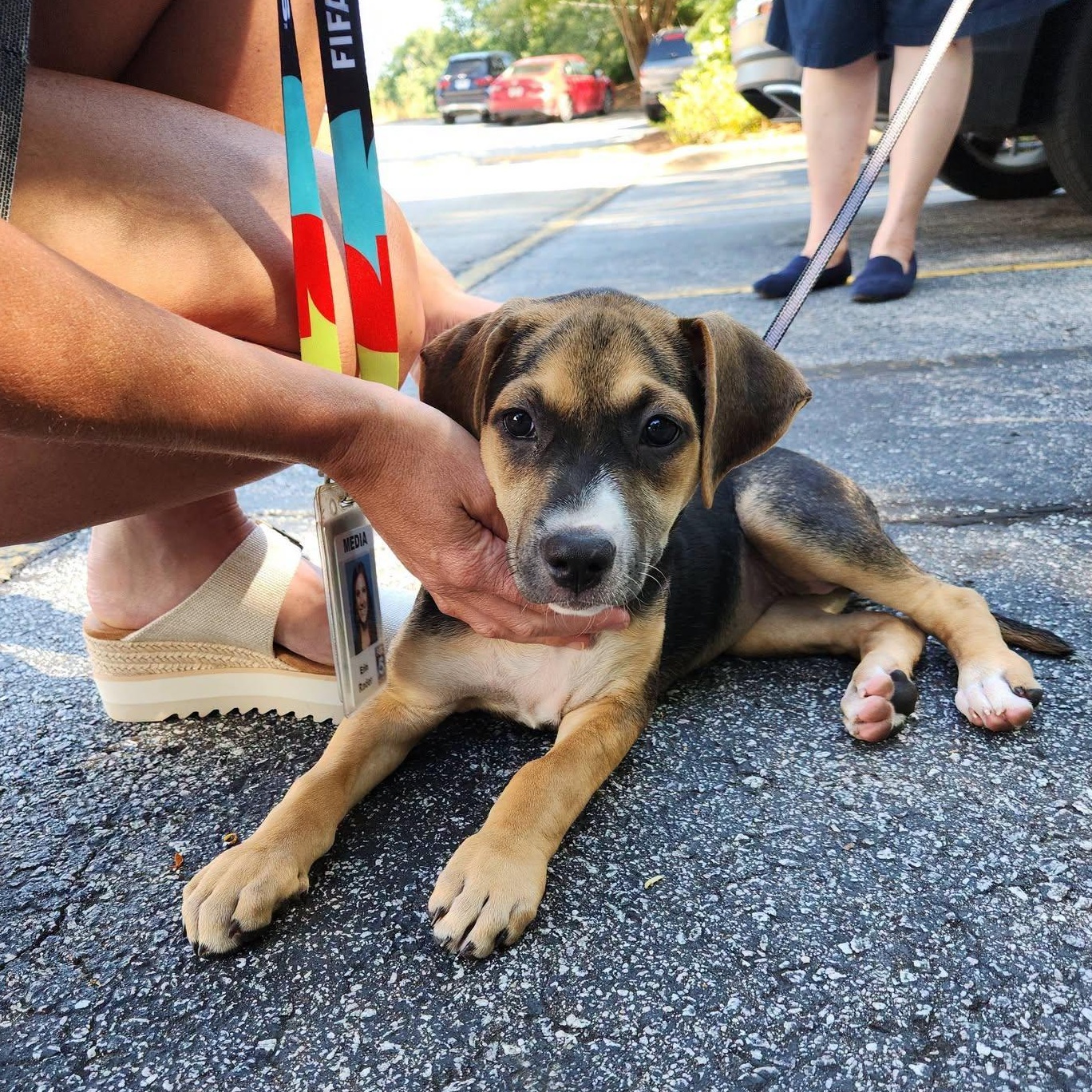 Abigail Adams, Adoptable, Puppy Female Mixed Breed.