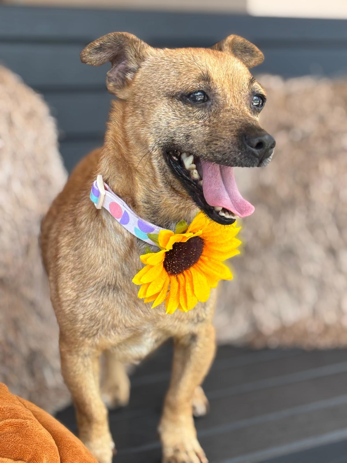 Enlarge FRANNY - sweetie pie, a Adoptable mixed breed in Baltimore, MD image 3/6