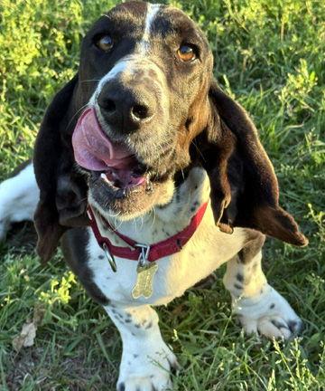 FLASH - ADOPTION PENDING!, Adoptable, Young Male Basset Hound.
