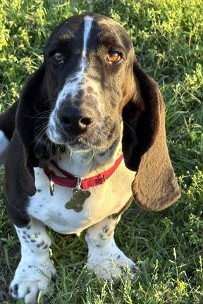 Enlarge FLASH - ADOPTION PENDING!, a Adoptable Basset Hound in Mays Landing, NJ image 2/3