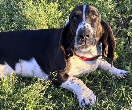 Enlarge FLASH - ADOPTION PENDING!, a Adoptable Basset Hound in Mays Landing, NJ image 3/3