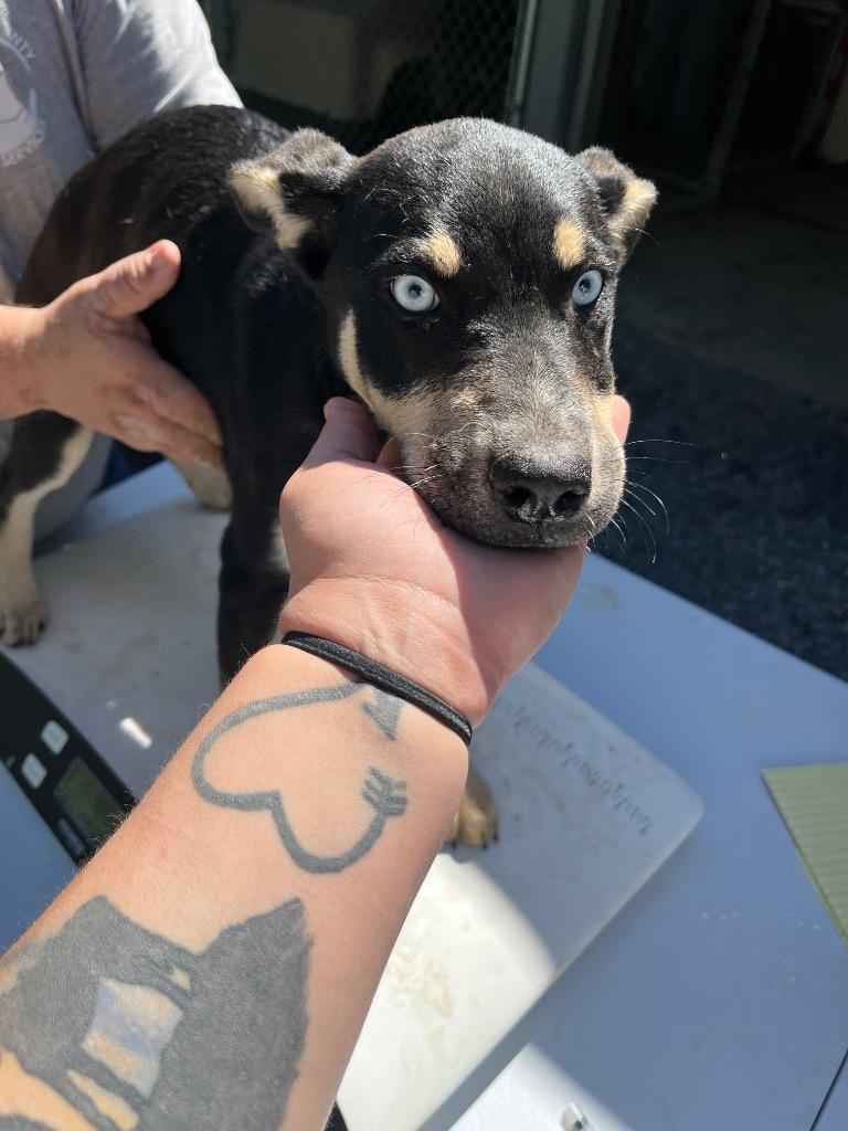Shamya, Adoptable, Puppy Female Mixed Breed.