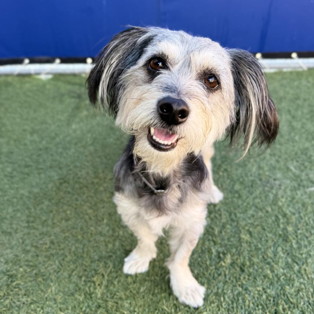 Suki, Adoptable, Adult Female Maltese & Shih Tzu.