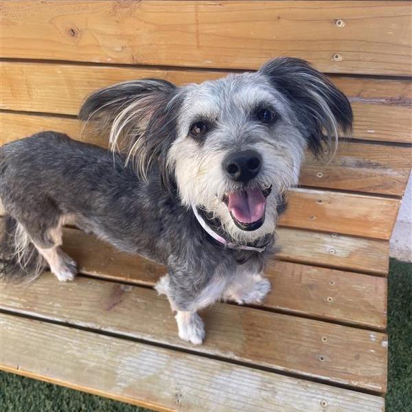 Enlarge Suki, a Adoptable mixed breed in Hawthorne, CA image 2/3