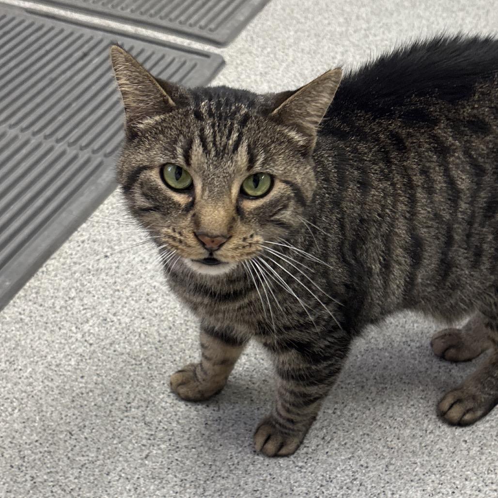 Leo - In Foster to Adopt, Adoptable, Adult Male Domestic Short Hair.
