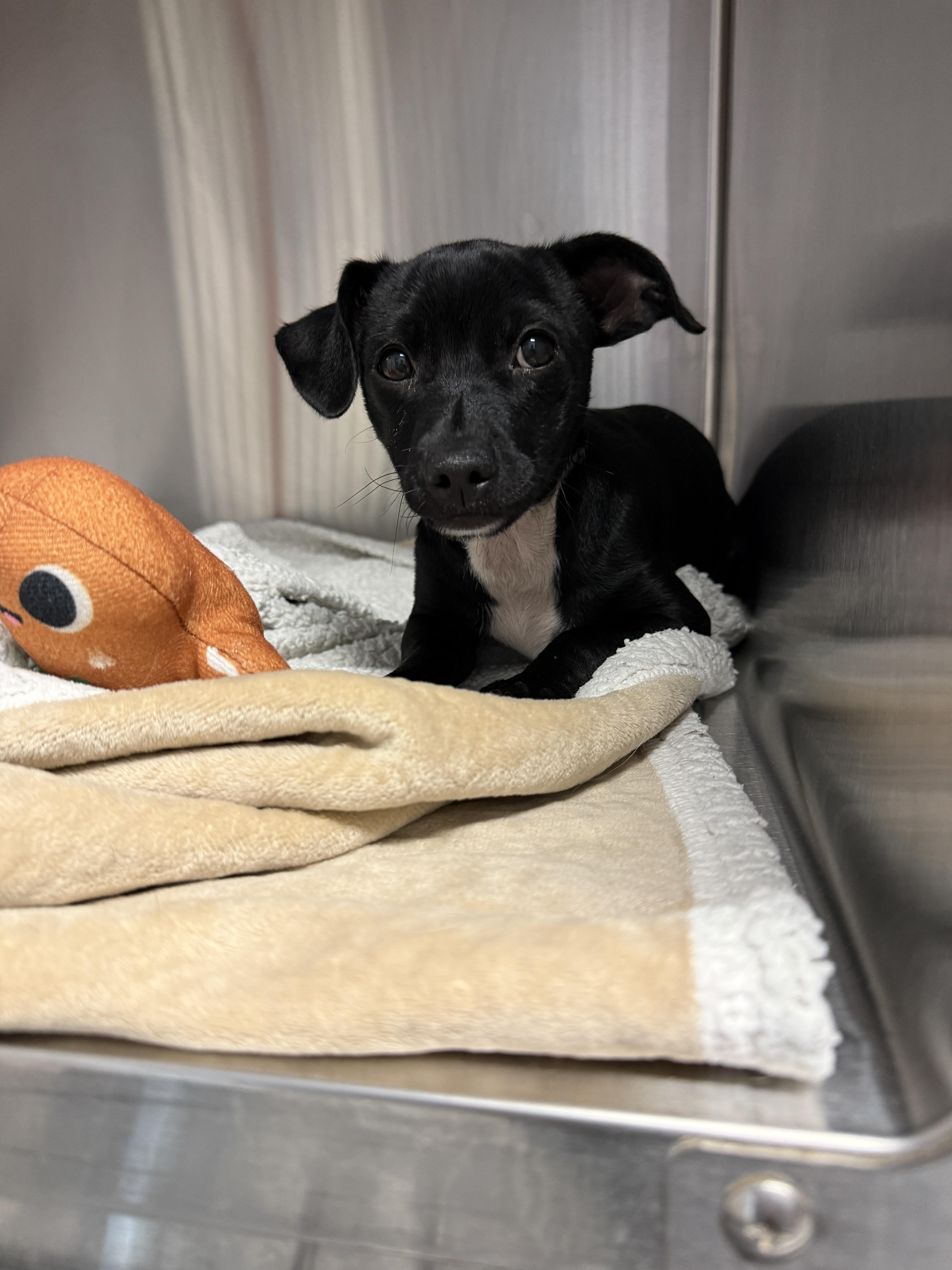 PJ, Adopted, Puppy Male Chihuahua & Dachshund.