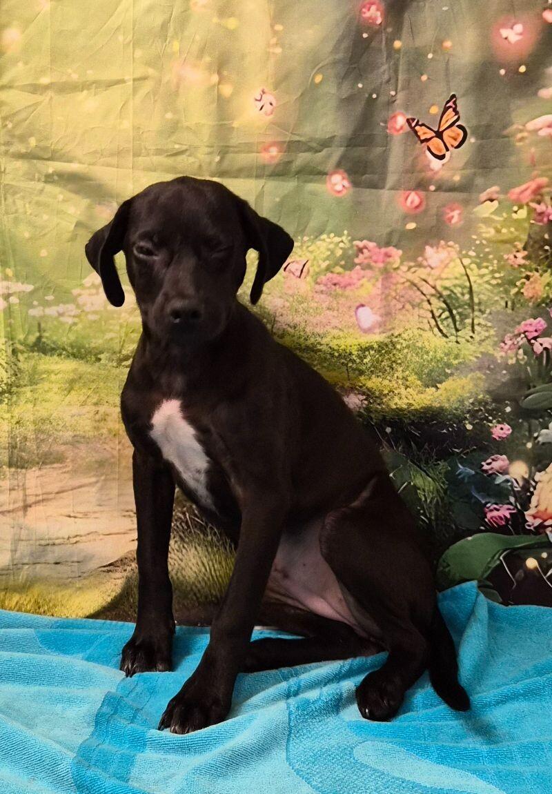 Thistle, a Adoptable mixed breed in Jackson, TN image 1/2