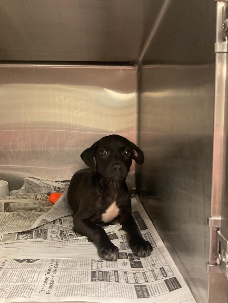 Thistle, a Adoptable mixed breed in Jackson, TN image 2/2