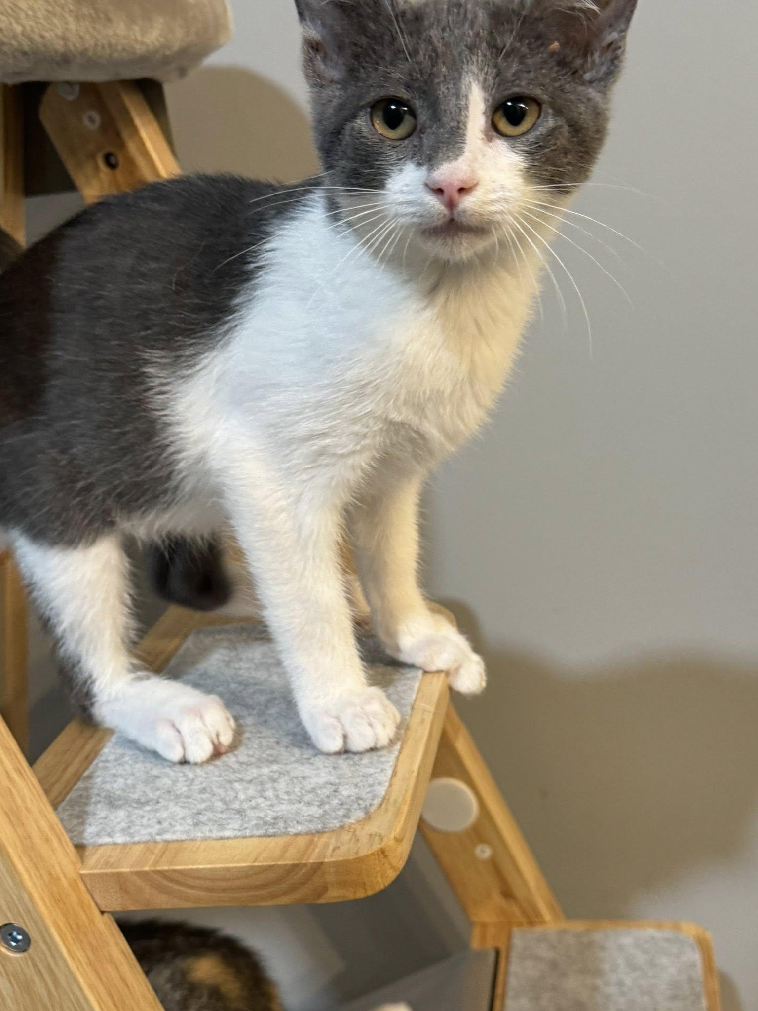 Enlarge Sal, a Adopted Domestic Short Hair in Paducah, KY image 3/3