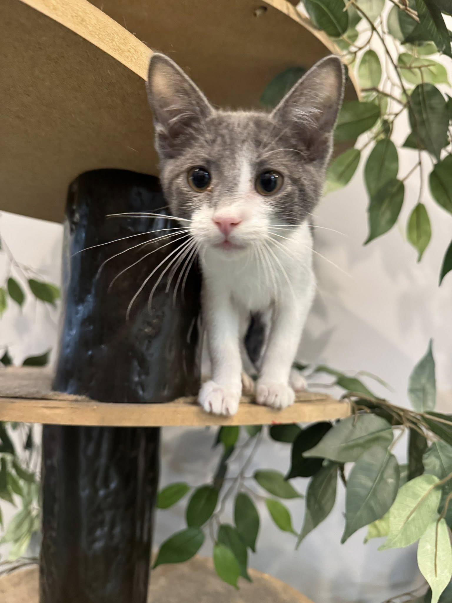 Enlarge Sal, a Adopted Domestic Short Hair in Paducah, KY image 1/3