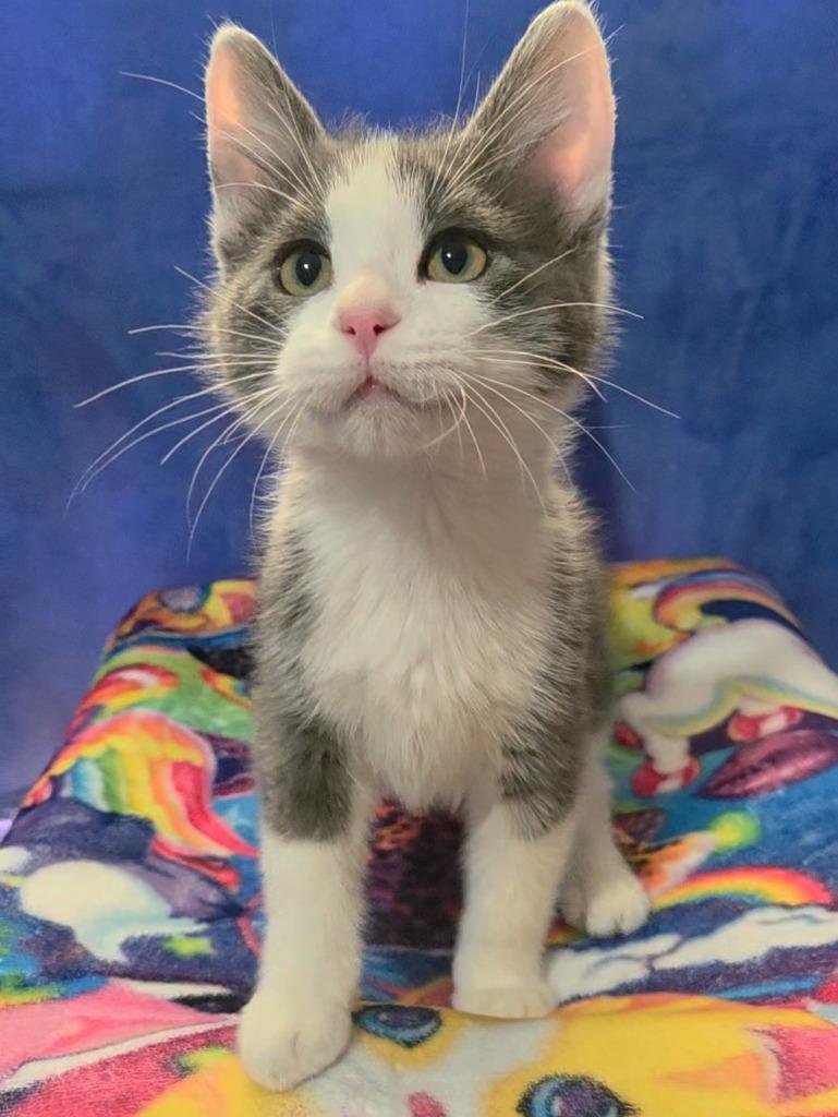 Bramble, Adopted, Kitten Male Domestic Medium Hair.