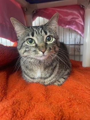 Enlarge Lucy, a Adoptable Domestic Short Hair in Marathon , FL image 1/1