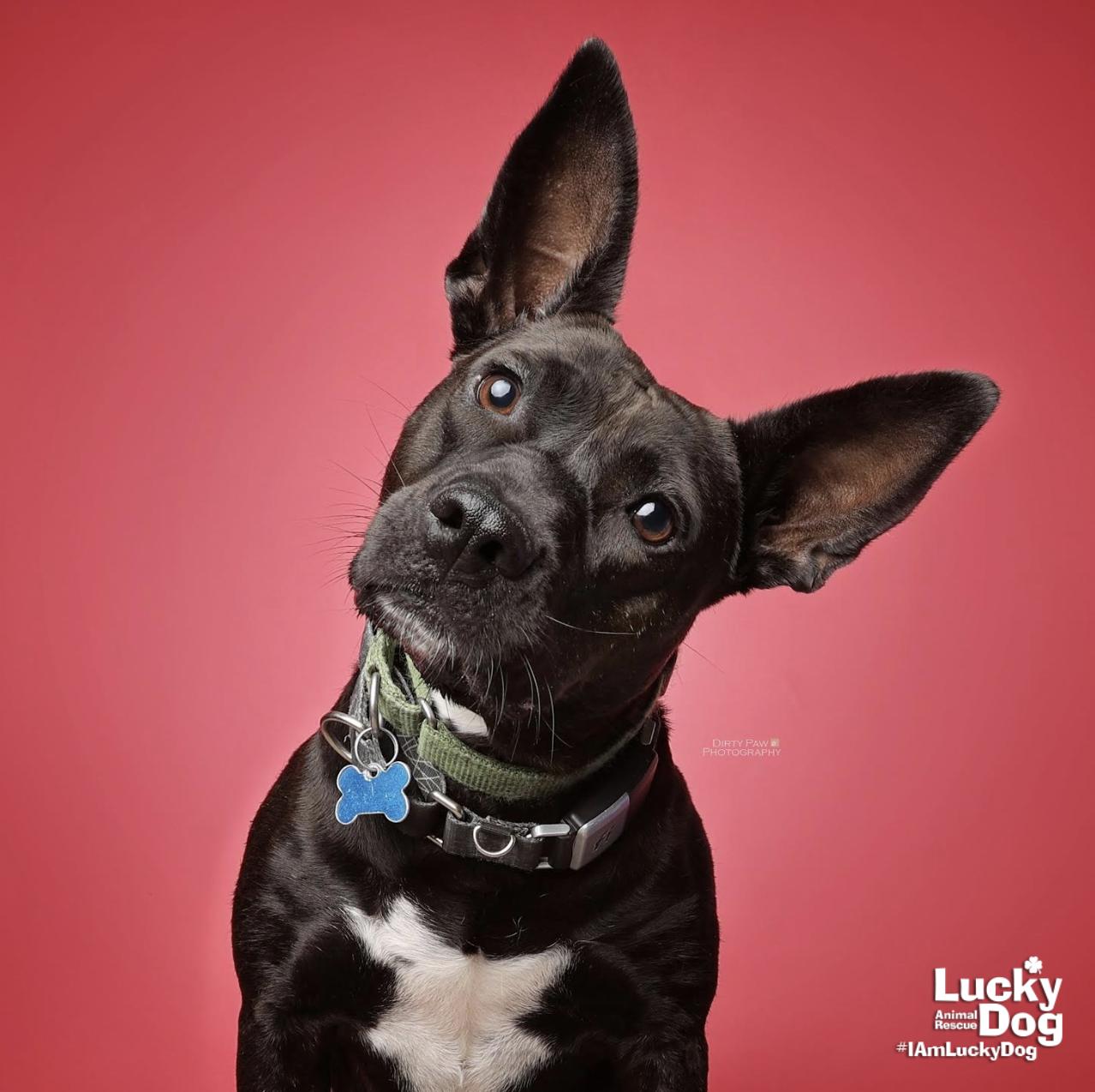 Wednesday, Adoptable, Young Female Labrador Retriever & Terrier.