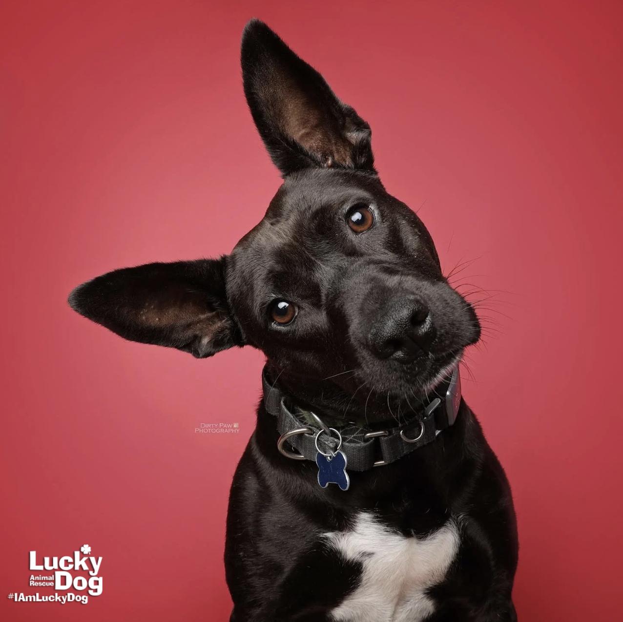 Enlarge Wednesday, a Adopted mixed breed in Washington, DC image 2/3