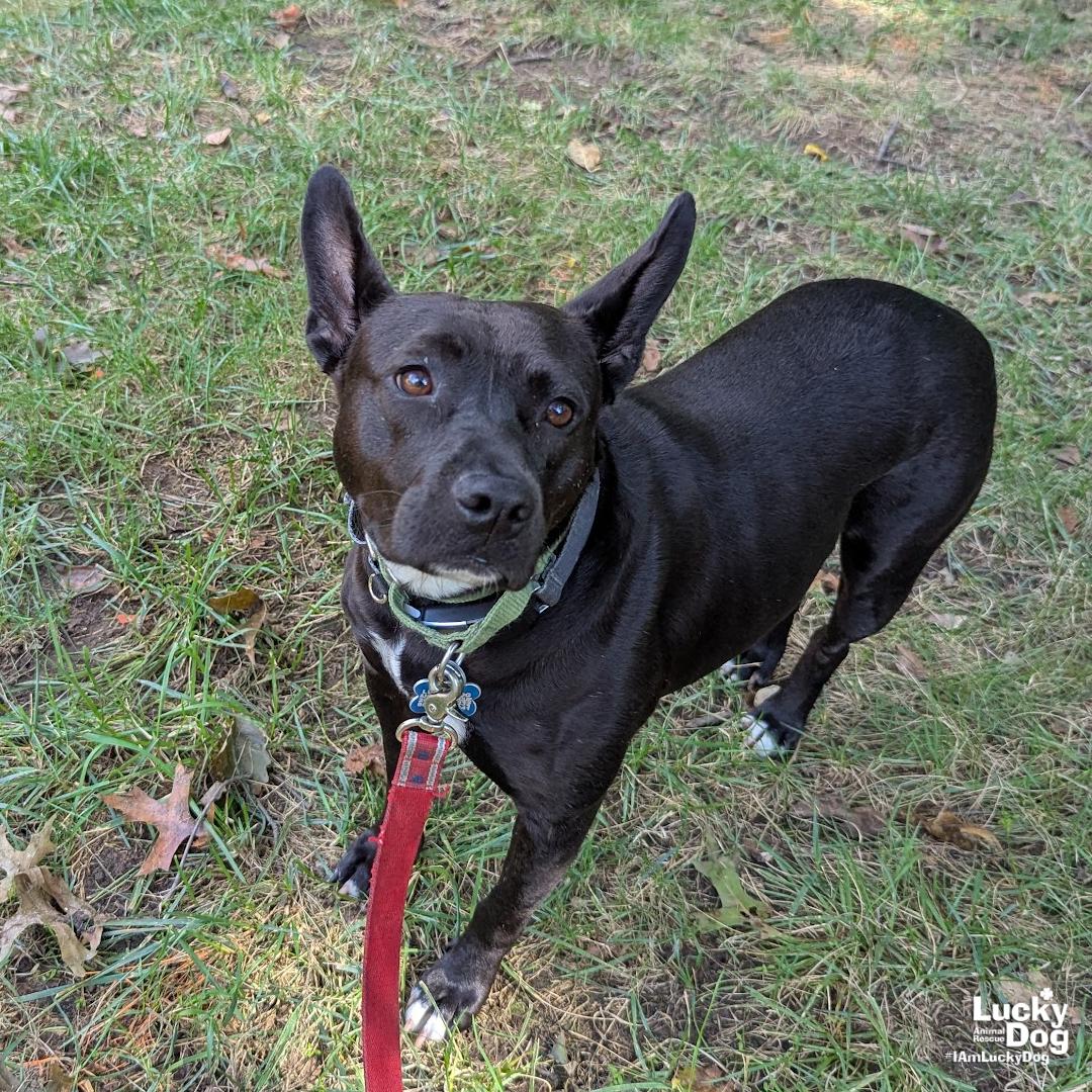 Enlarge Wednesday, a Adopted mixed breed in Washington, DC image 3/3