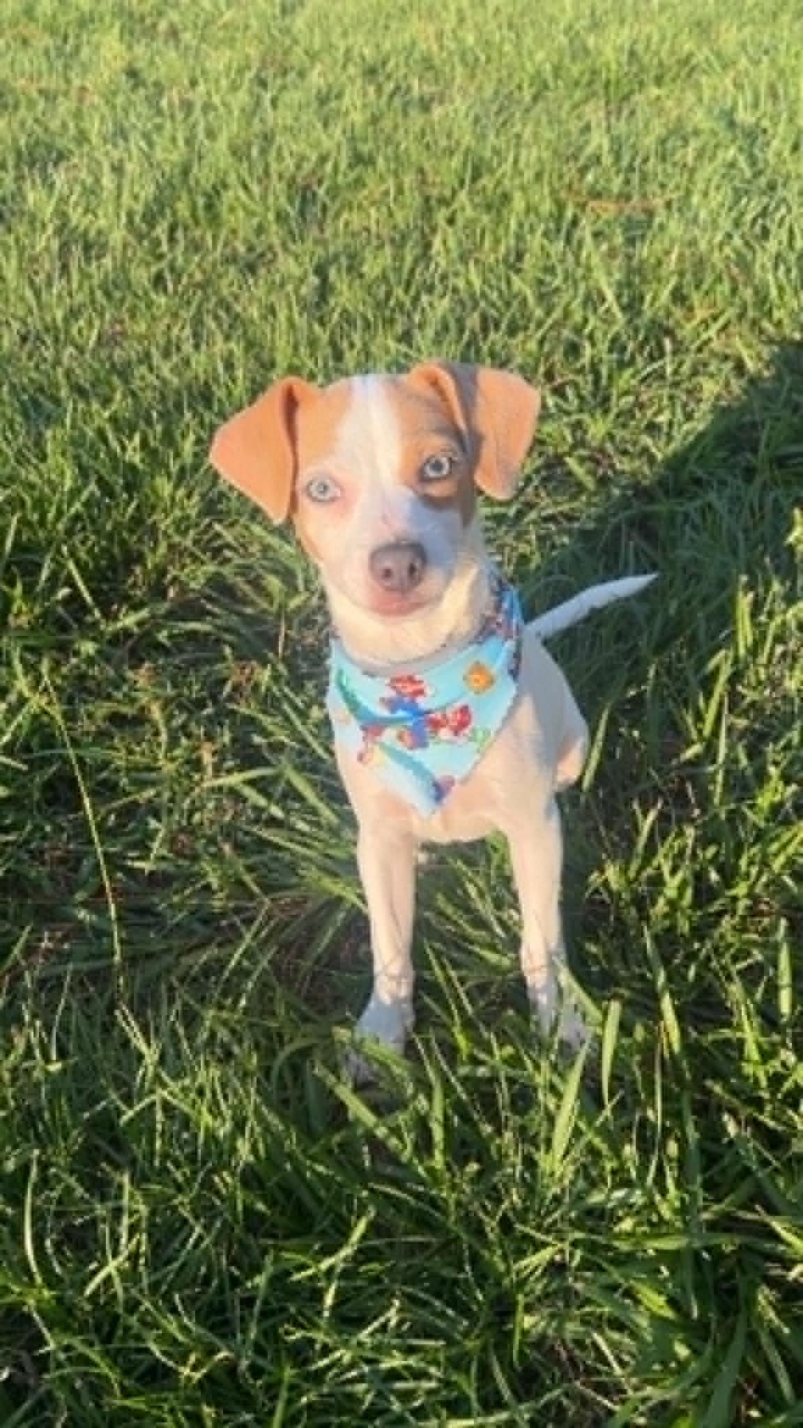 Bucky, Adoptable, Young Male Dachshund.