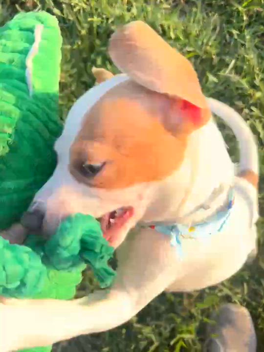 Enlarge Bucky, a Adoptable Dachshund in Rocky Hill, CT video 5/5