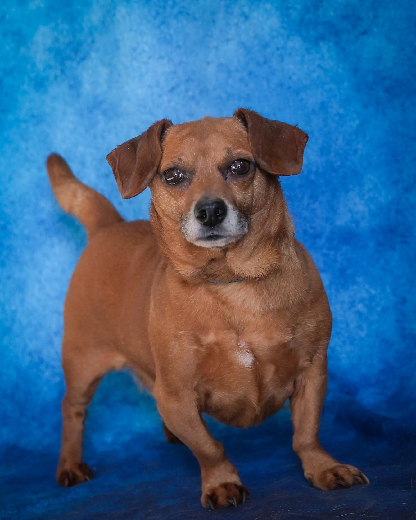 Enlarge FIDDLE (0386), a ADOPTABLE mixed breed in Bridgeport, CT image 1/1