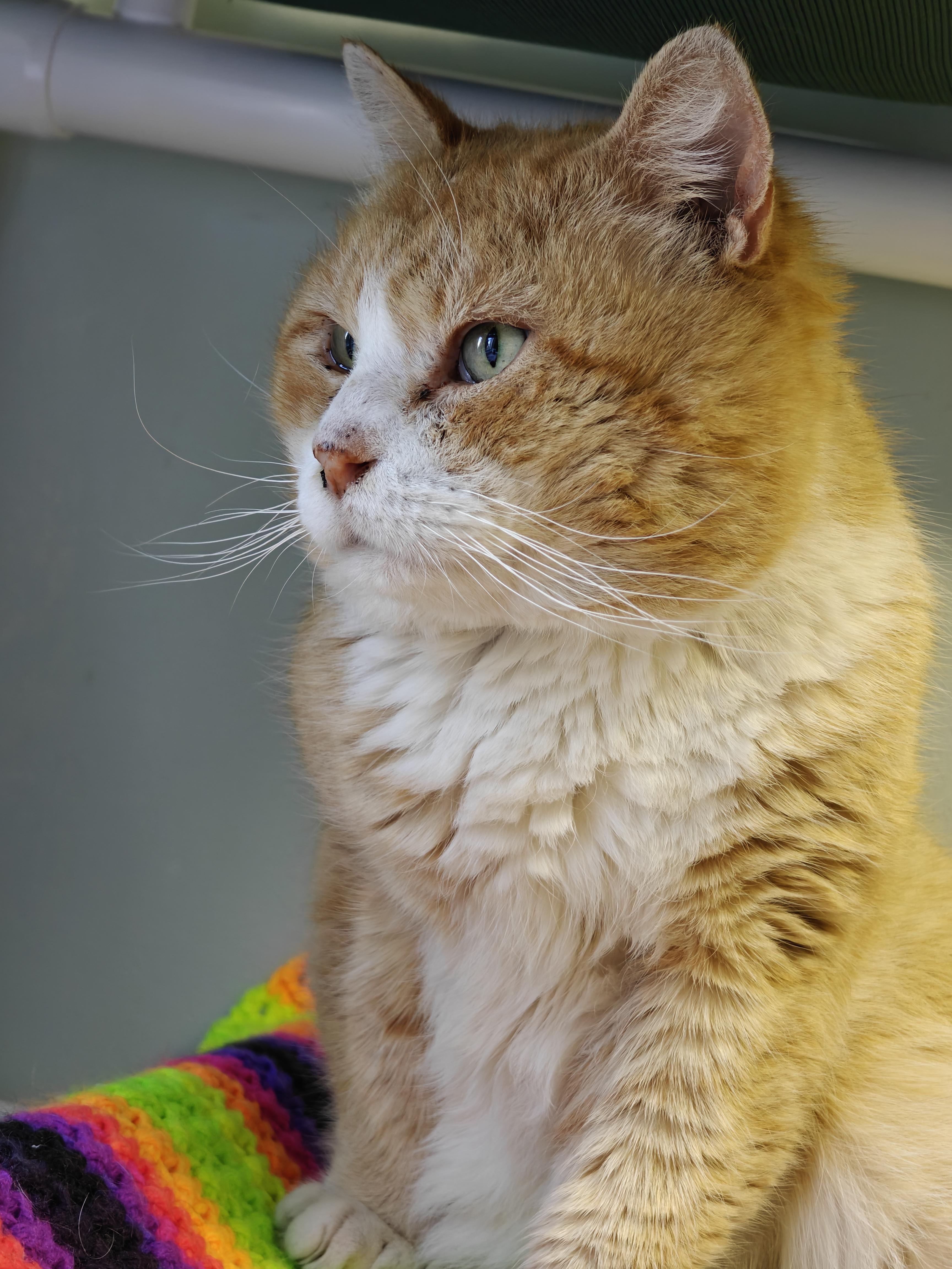 Enlarge Roux , a ADOPTABLE Domestic Short Hair in New Britain, CT image 4/5