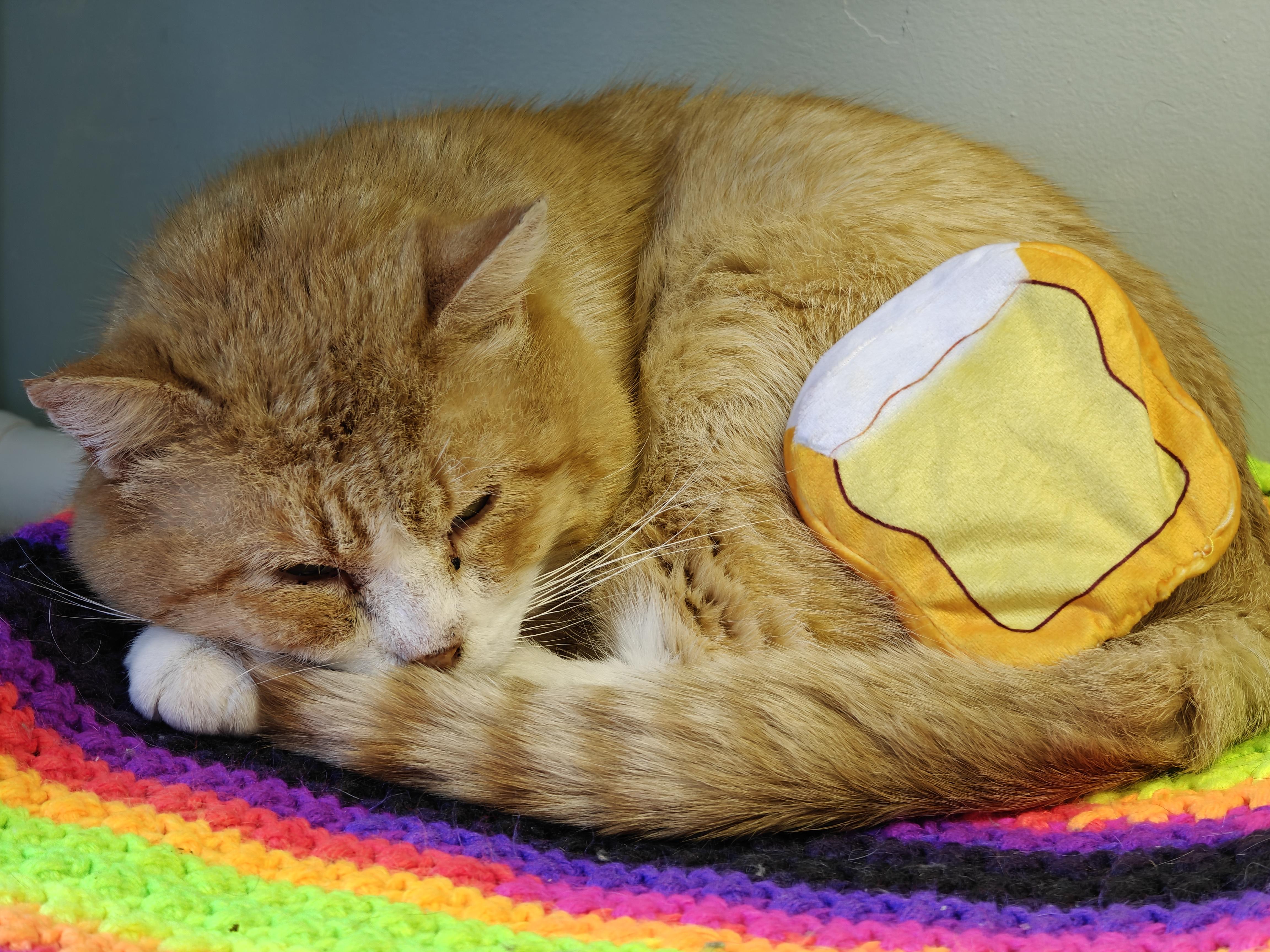 Enlarge Roux , a ADOPTABLE Domestic Short Hair in New Britain, CT image 2/5