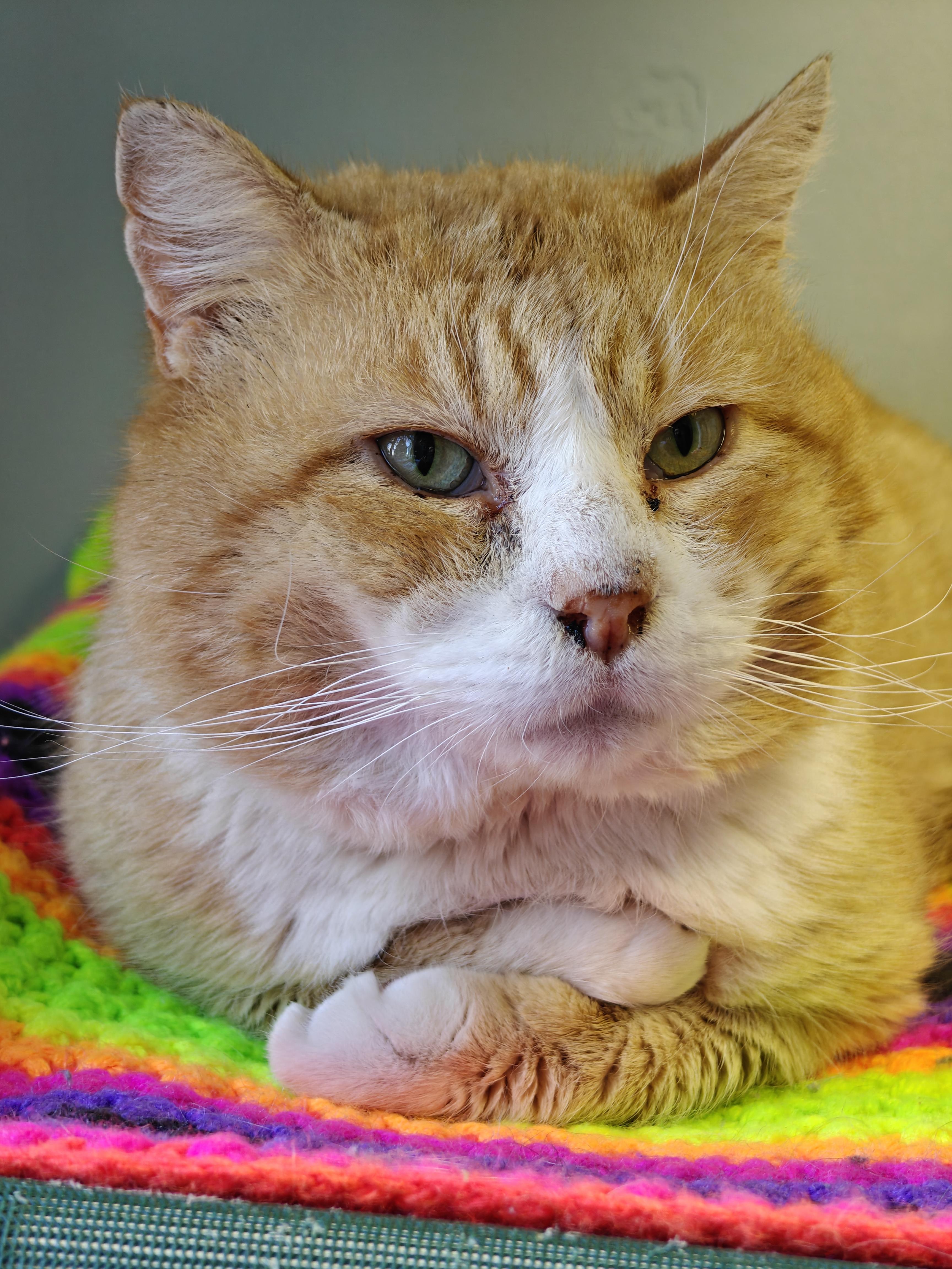 Enlarge Roux , a ADOPTABLE Domestic Short Hair in New Britain, CT image 1/5
