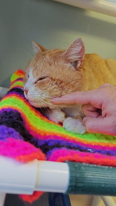 Enlarge Roux , a ADOPTABLE Domestic Short Hair in New Britain, CT video 5/5