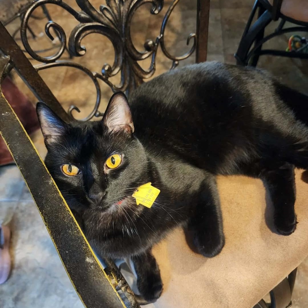 Kendall, ADOPTABLE, Young Male American Shorthair.