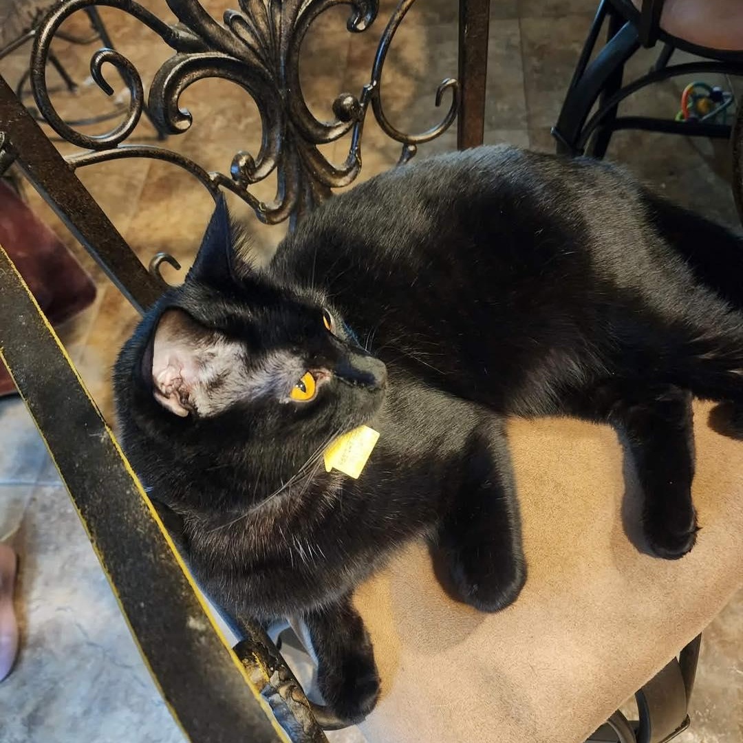 Kendall, a ADOPTABLE American Shorthair in Yukon, OK image 2/2